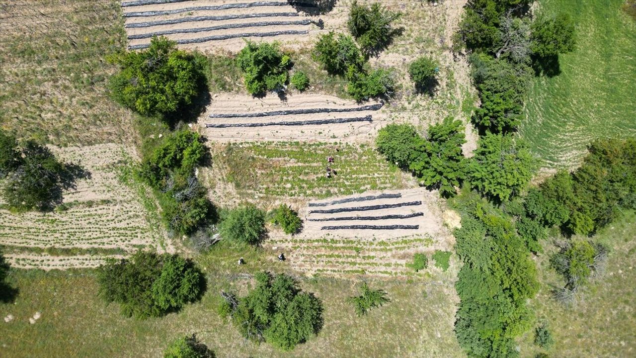 OGM destekleri